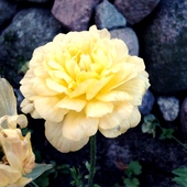 żółty kwiatuszek 