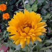 żółty kwiatuszek 