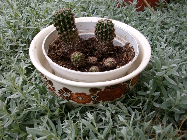 A to kaktusy od Lory :)