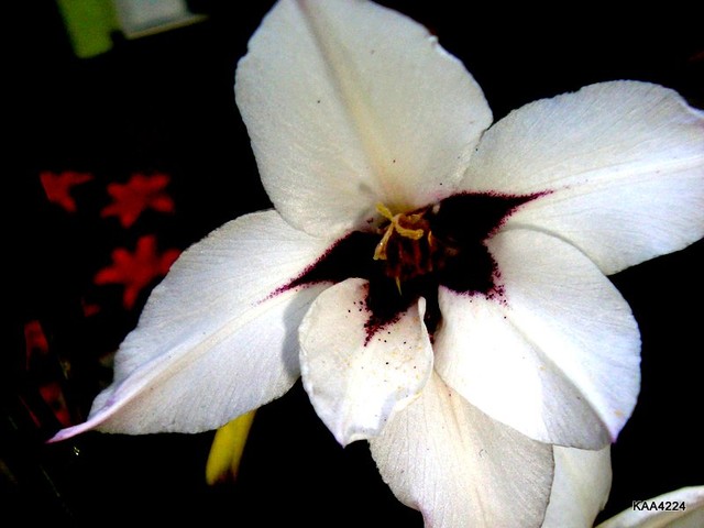 Acidantera Bicolor-gladiola abisyńska.Pięknie i intensywnie pachnąca.