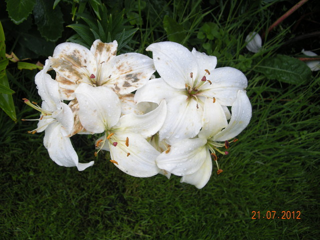 Białe lilie po deszcach...
