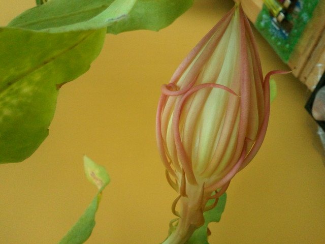 Epiphyllum - Kwiat jednej nocy - godz.14.00