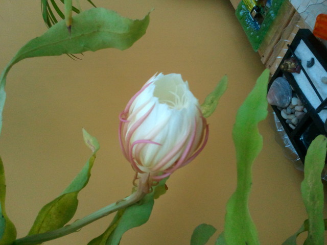 Epiphyllum - Kwiat jednej nocy - godz.16.00