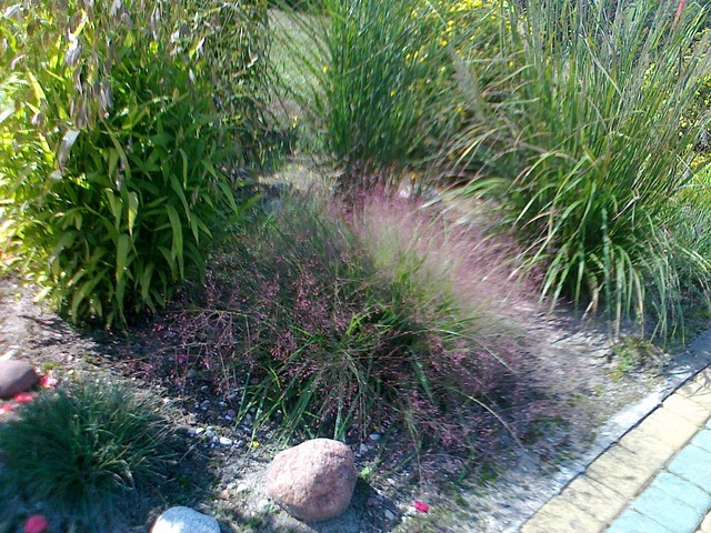eragrostis spectabilis-purple love grass     
