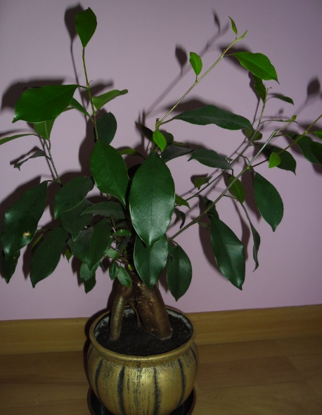 Ficus ginseng - BONSAI