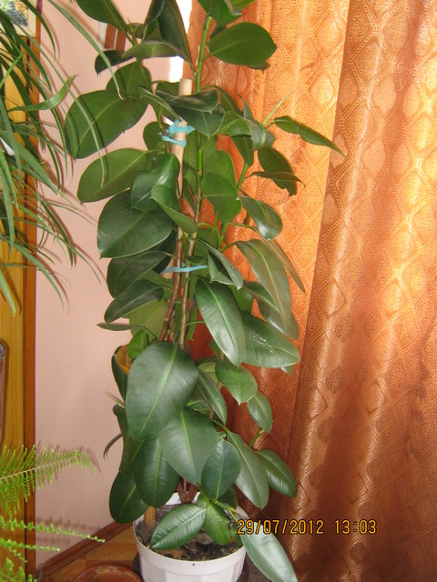 Figowiec sprężysty (Ficus elastica Roxb. ex. Homem.)