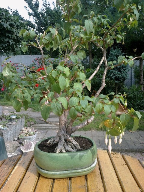 Fuksja bonsai nr 2