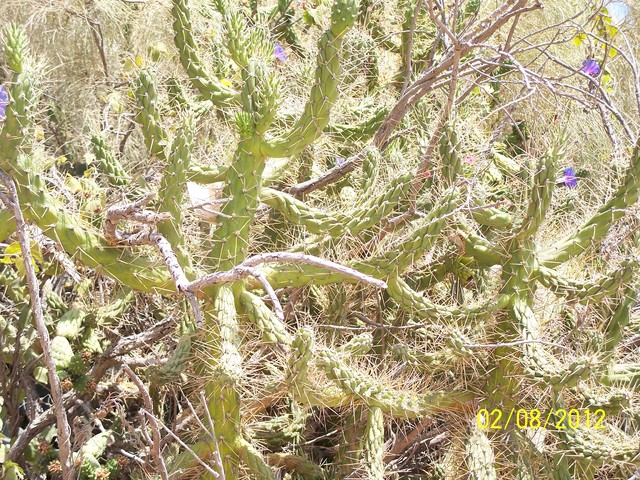 Hiszpańskie kaktusy