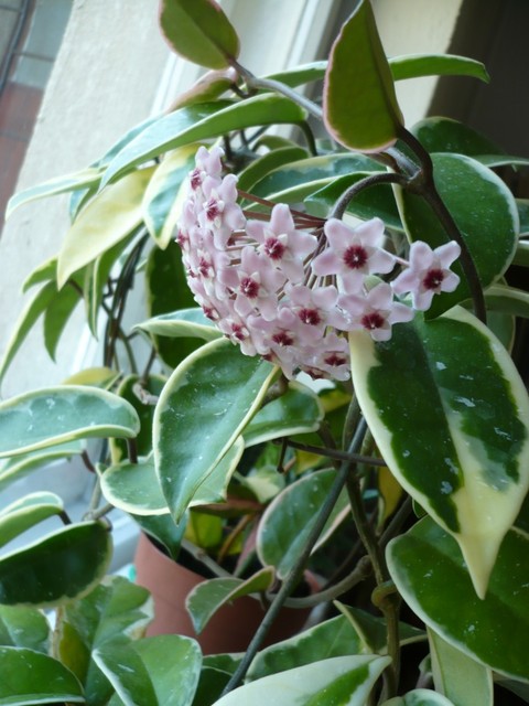 Hoya carnosa variegata