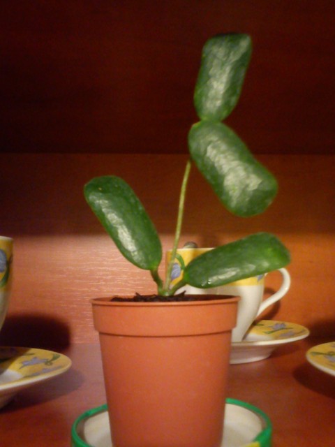 Hoya rotundifolia