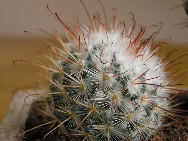 Kaktus- Udaje  Łagodnego