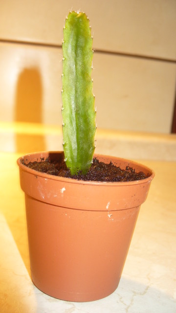 Kaktusik od annapopielec