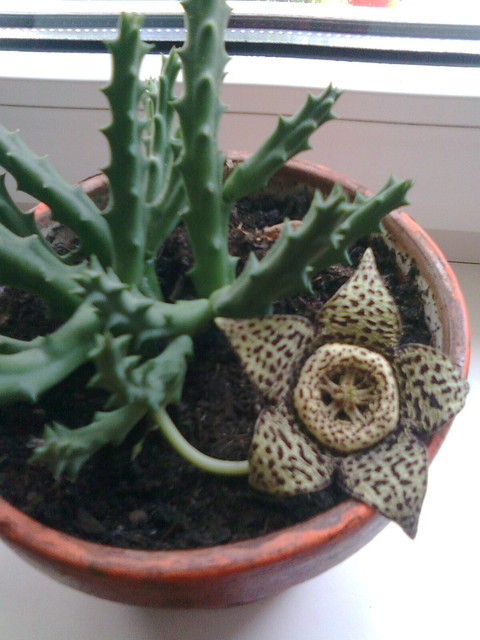 Kaktusik