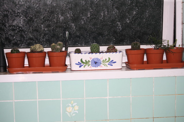 Kaktusiki chwilowo w lazience :)