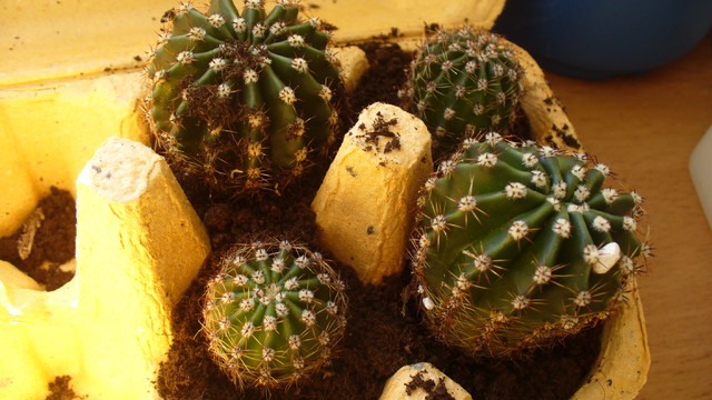 Kaktusiki od lora :)