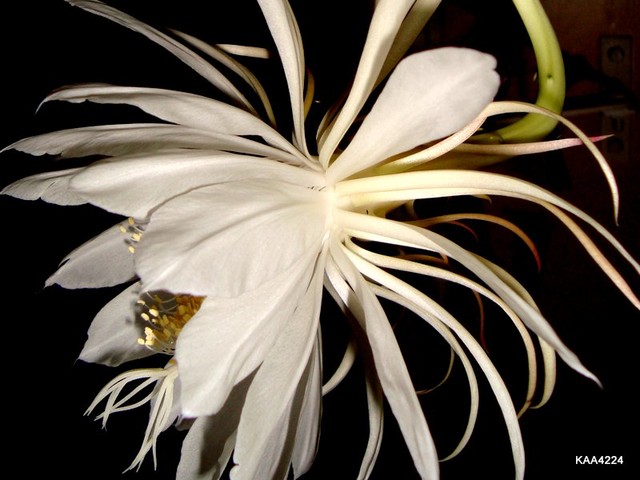 Kwiat Epiphyllum Oxypetalum z boku.
