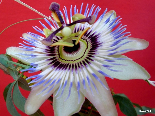Kwiat Passiflory Cearulea/błękitna/-drugie kwitnienie.
