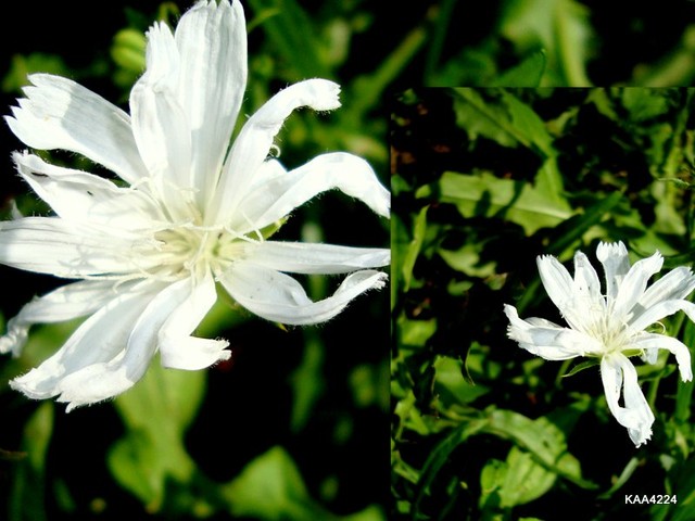 Kwiatki cykorii podróżnik -białej.Dość rzadko spotykana.
