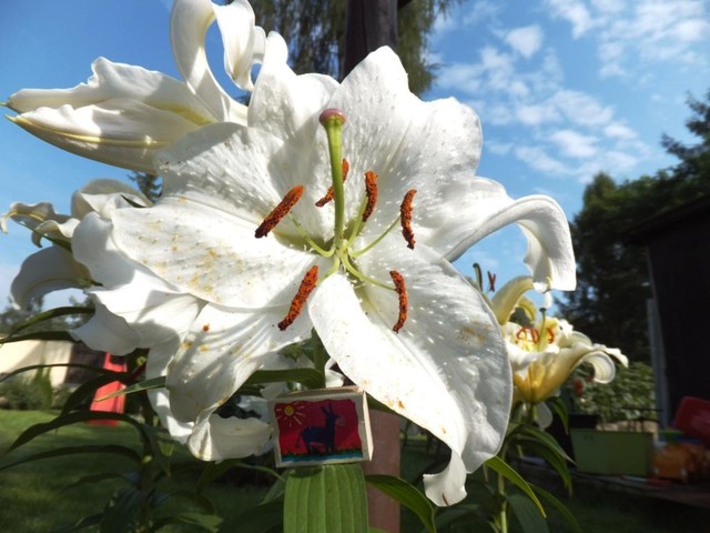 Lilia biała (mamut), kwiat