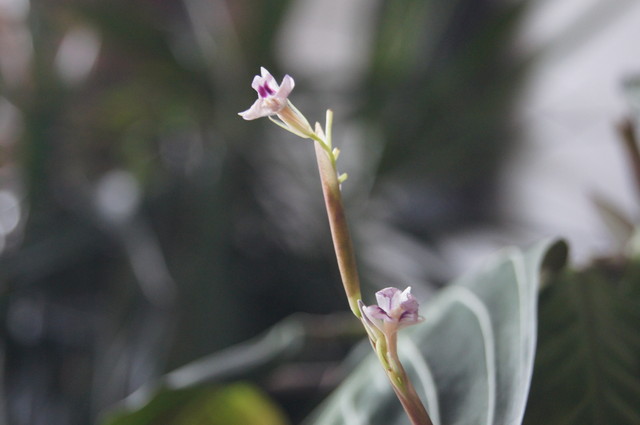 Maranta leuconeura erythrophylla - kwiat