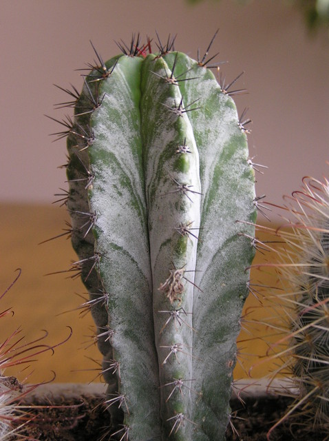Marmurkowy Kaktus