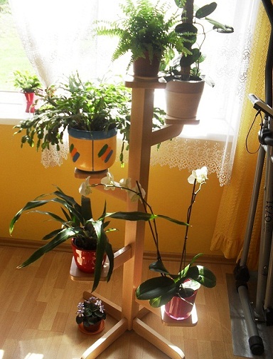 moje roślinki :)