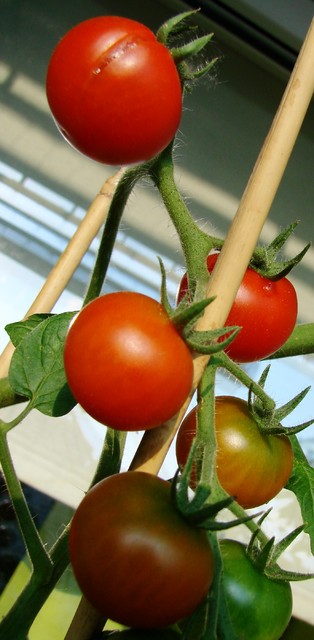 Na pierwsze zbiory 3 pomidory! Pyyyszne:)