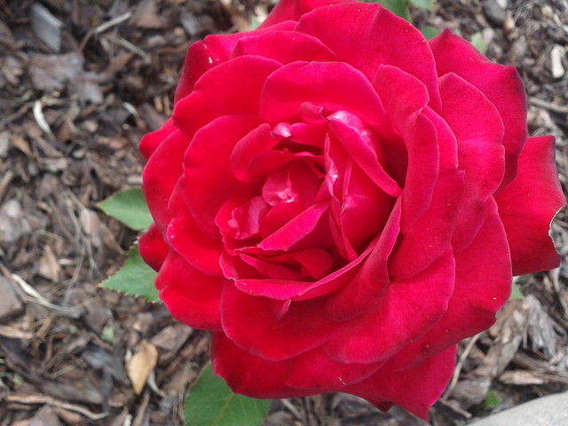 Róża, Róże - Rose