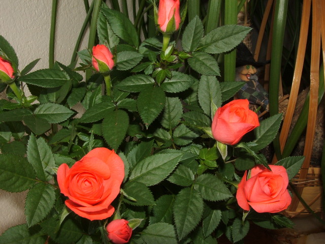 rosa hibrid 
