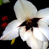 Acidantera Bicolor-gladiola abisyńska.Pięknie i intensywnie pachnąca.