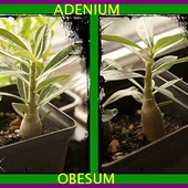 Adenium Obesum -moje