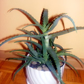 Aloes:)