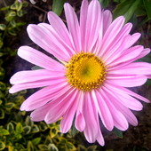 Aster:)