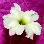 Bugenwilla - Kwiat W