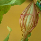 Epiphyllum - Kwiat jednej nocy - godz.14.00