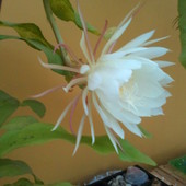 Epiphyllum - Kwiat jednej nocy - godz.20.30
