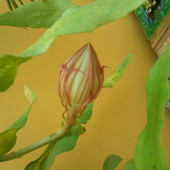 Epiphyllum - Kwiat jednej nocy - godz.6.00