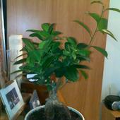 Ficus Retusa (ginsen