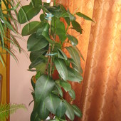 Figowiec sprężysty (Ficus elastica Roxb. ex. Homem.)