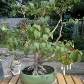 Fuksja bonsai nr 2