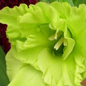 Gladiola zielona :O)