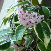 Hoya carnosa variegata