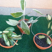 H.tricolor, h.carnosa variegata i h.australis lisa