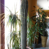 Kaktus jak maczuga