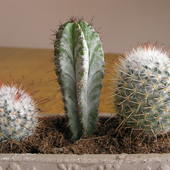 Kaktusy w kompozycji