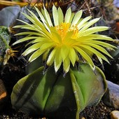 Kwiat Astrophytum nudum