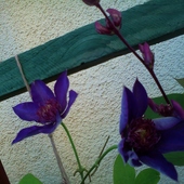 Kwiaty Clematisa I F