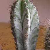 Marmurkowy Kaktus