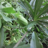 męczennica -passiflora