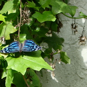 Miami FLORYDA motyle